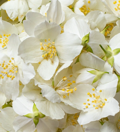 Jasmine