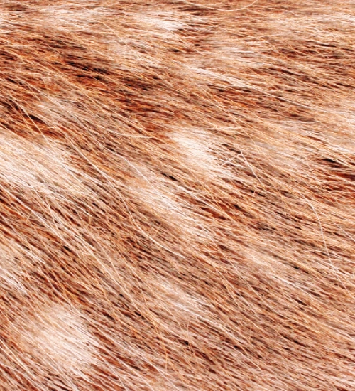 Rezaroam animalic