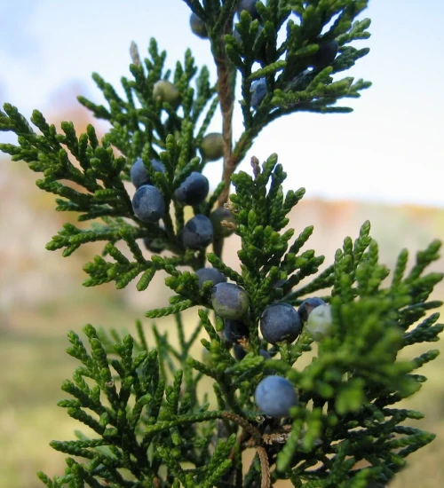 Cedar Rezaroma