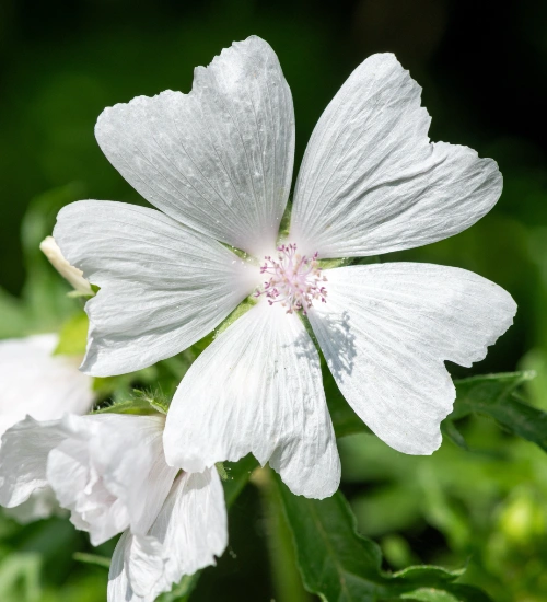 Rezaroma white-musk