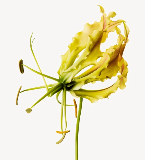 ylang-ylang